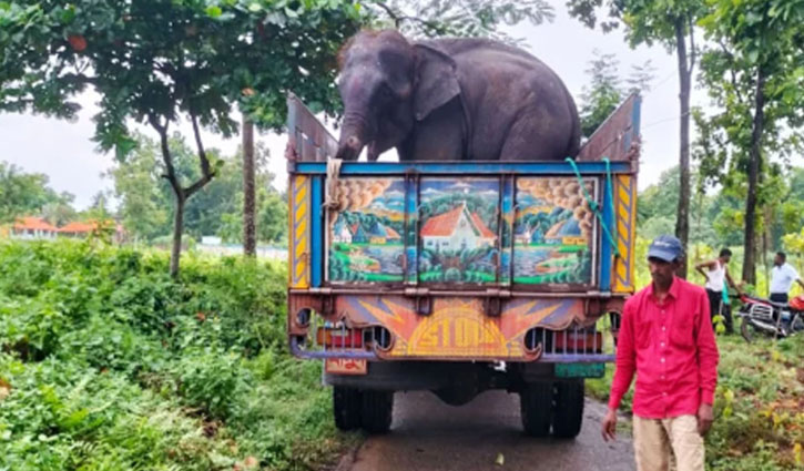 মাহুতকে আছড়ে মারা হাতির ঠাঁই হলো বঙ্গবন্ধু সাফারি পার্কে