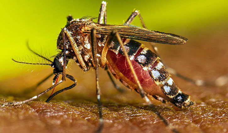 নারায়ণগঞ্জে ২৪ ঘণ্টায় ডেঙ্গু আক্রান্ত ৩৩ জন 