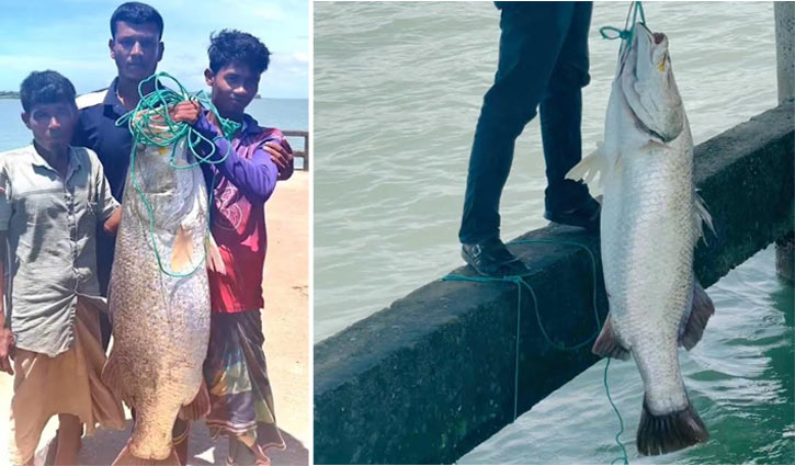 বড়শিতে ধরা পড়লো ২৫ কেজির কোরাল, ২৭ হাজারে বিক্রি