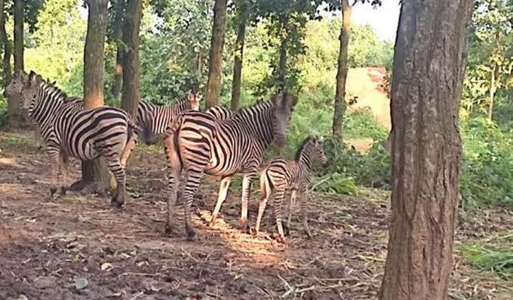 গাজীপুর সাফারি পার্কে ২ জেব্রা শাবকের জন্ম