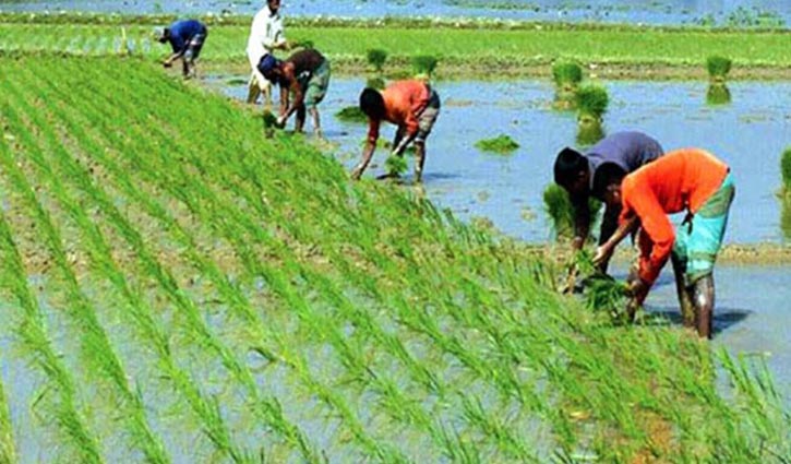 হবিগঞ্জে ৩ লাখ ৭৬ হাজার টন ধান উৎপাদনের সম্ভাবনা