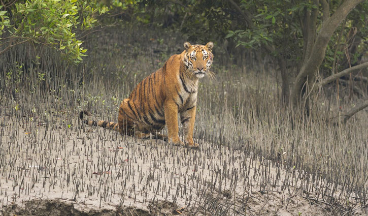 সুন্দরবনে বাঘ গণনার ফলাফল ৮ অক্টোবর 