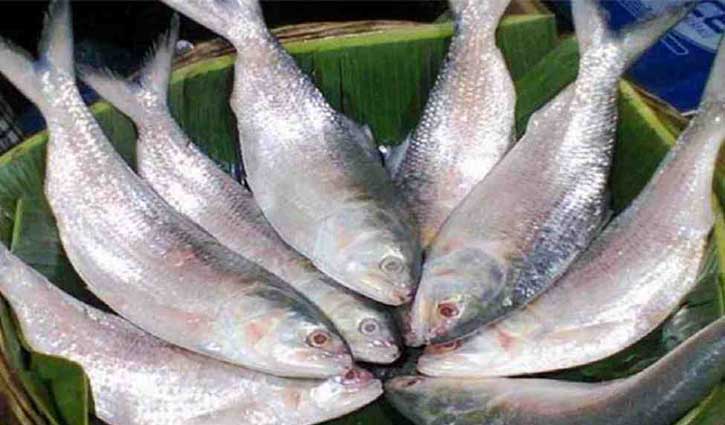 Interim govt approves Hilsa export to India