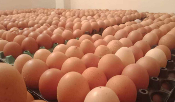 2.31 lakh chicken eggs imported from India