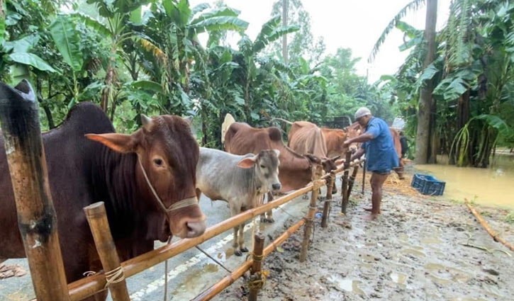 Flood situation deteriorates in Sherpur