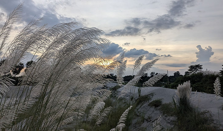 শুভ্রতা ছড়াচ্ছে সারি সারি সাদা কাশফুল