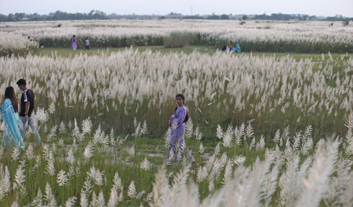 শুভ্রতা ছড়াচ্ছে সারিঘাটের সারি সারি কাশফুল