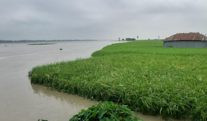 কুড়িগ্রামে তিস্তা চরের শতশত হেক্টর জমির ফসল পানির নিচে