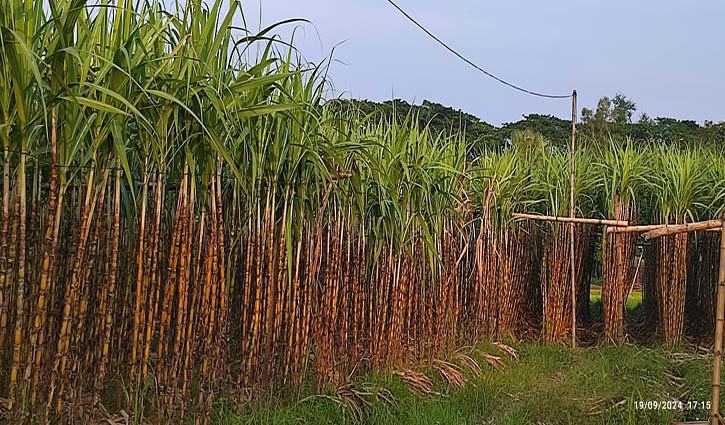 আখ চাষে স্বপ্ন দেখছেন লোহাগড়ার চাষিরা