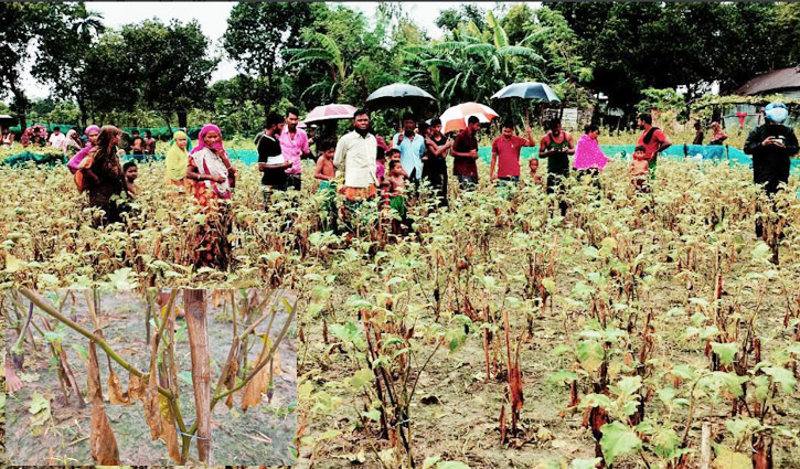 পোকা দমন করতে গিয়ে এক বিঘা জমির বেগুনের ক্ষেত নষ্ট